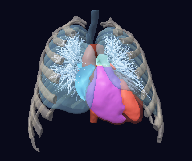virtonomy thorax 3d segmented image